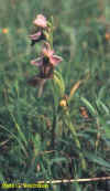 67ophrys_ferrum3.JPG (25967 bytes)