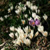 crocus_vernus.jpg (171336 bytes)